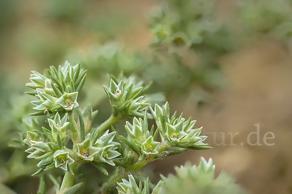 Einjähriges Knäuel (Scleranthus annuus)