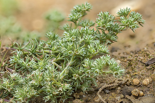 Einjähriges Knäuel (Scleranthus annuus)