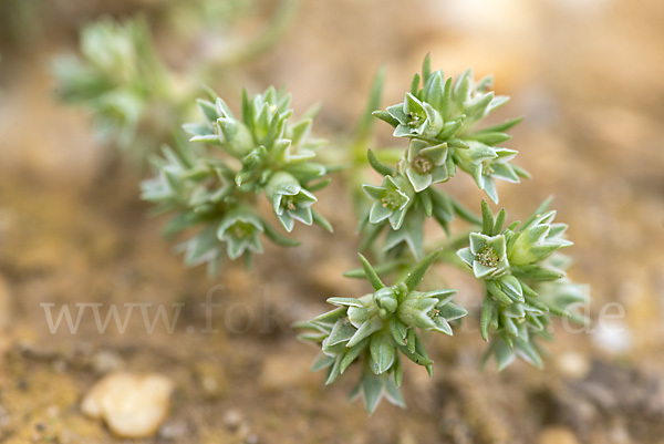 Einjähriges Knäuel (Scleranthus annuus)