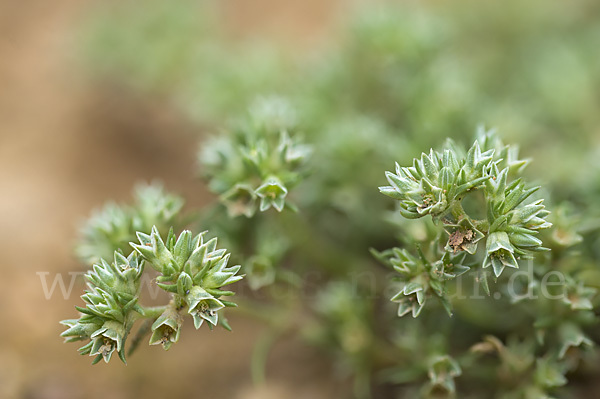 Einjähriges Knäuel (Scleranthus annuus)