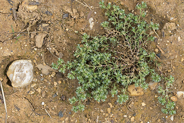 Einjähriges Knäuel (Scleranthus annuus)