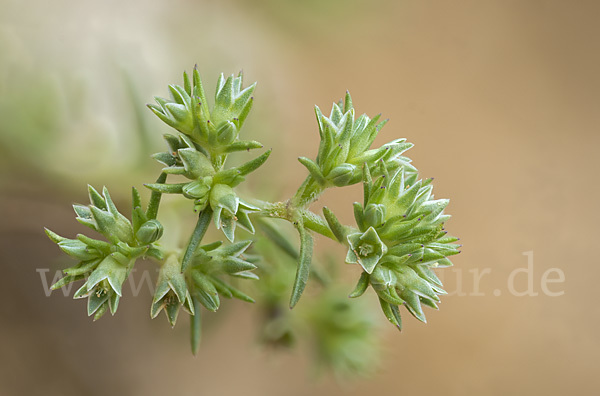 Einjähriges Knäuel (Scleranthus annuus)