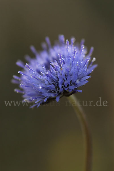 Einjähriges Sandglöckchen (Jasione corymbosa)