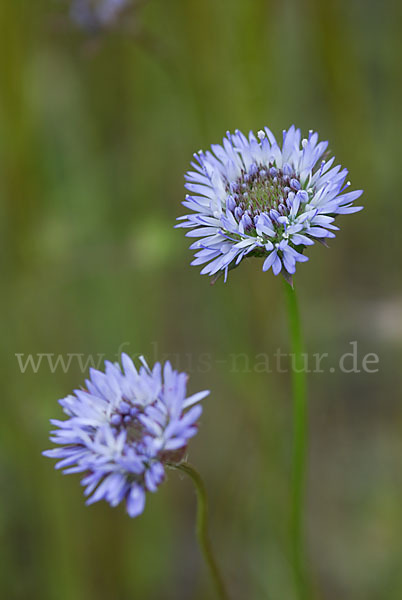 Einjähriges Sandglöckchen (Jasione corymbosa)