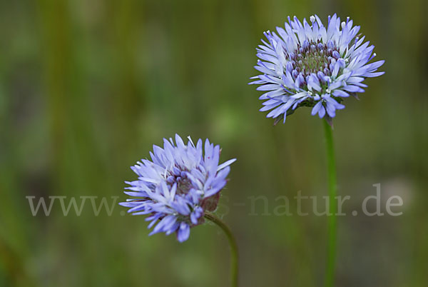 Einjähriges Sandglöckchen (Jasione corymbosa)