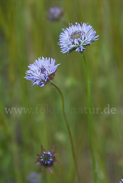 Einjähriges Sandglöckchen (Jasione corymbosa)