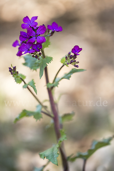 Einjähriges Silberblatt (Lunaria annua)