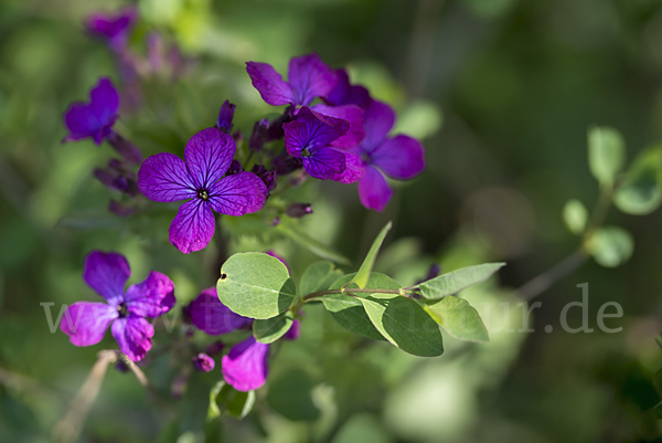 Einjähriges Silberblatt (Lunaria annua)