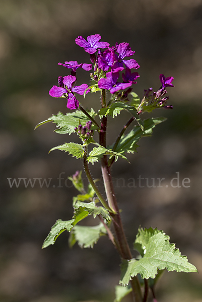 Einjähriges Silberblatt (Lunaria annua)