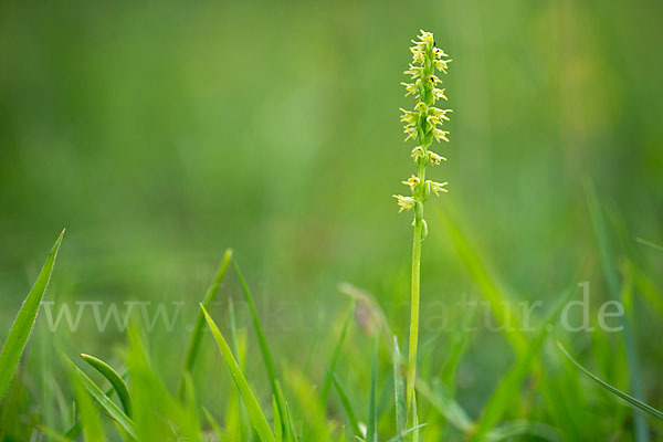 Einknollige Honigorchis (Herminium monorchis)