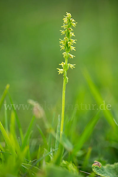 Einknollige Honigorchis (Herminium monorchis)