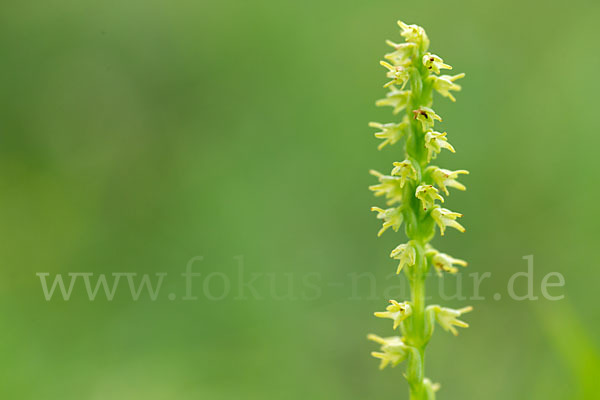 Einknollige Honigorchis (Herminium monorchis)