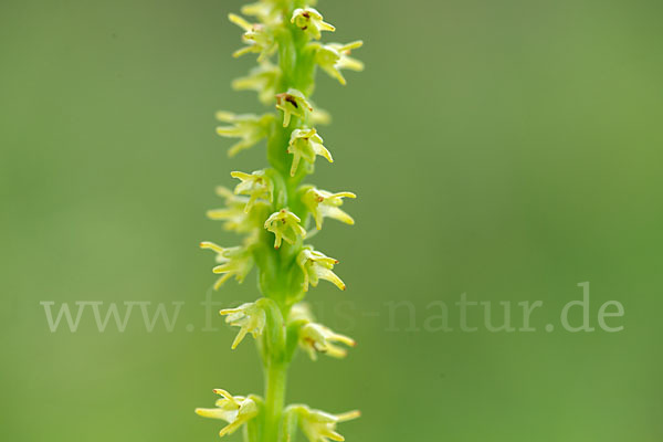 Einknollige Honigorchis (Herminium monorchis)