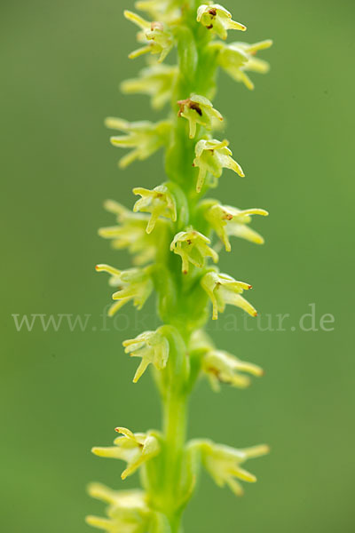 Einknollige Honigorchis (Herminium monorchis)