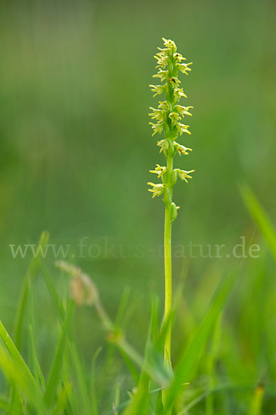 Einknollige Honigorchis (Herminium monorchis)