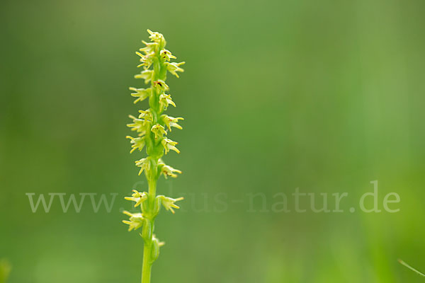 Einknollige Honigorchis (Herminium monorchis)