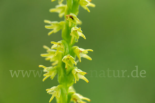 Einknollige Honigorchis (Herminium monorchis)