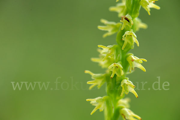 Einknollige Honigorchis (Herminium monorchis)