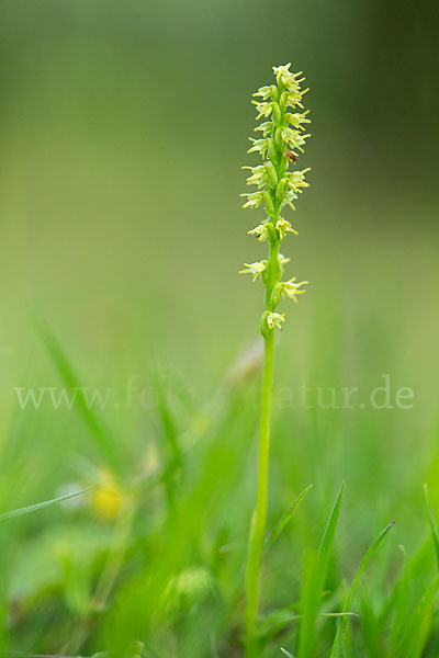 Einknollige Honigorchis (Herminium monorchis)