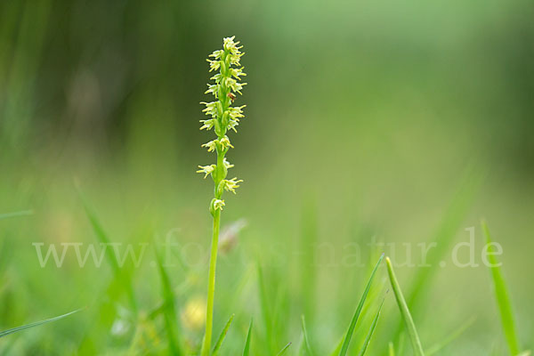 Einknollige Honigorchis (Herminium monorchis)