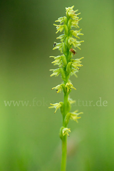 Einknollige Honigorchis (Herminium monorchis)