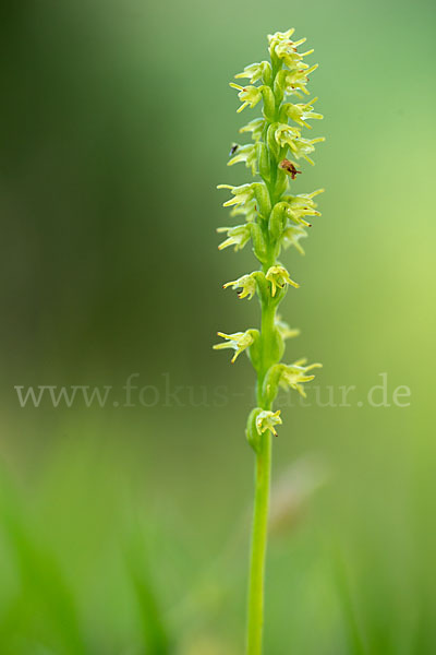 Einknollige Honigorchis (Herminium monorchis)