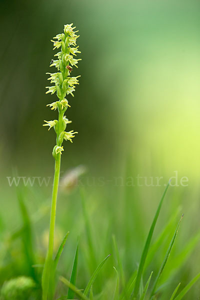 Einknollige Honigorchis (Herminium monorchis)