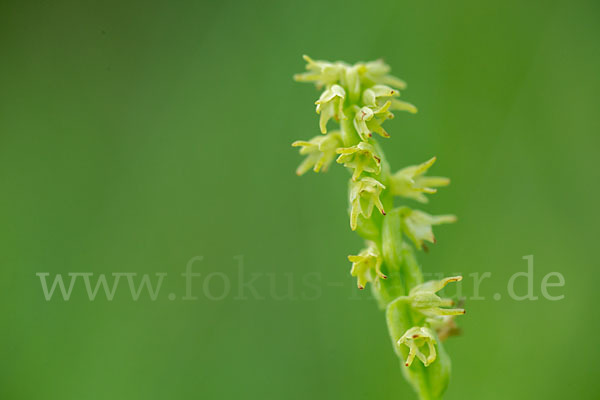 Einknollige Honigorchis (Herminium monorchis)