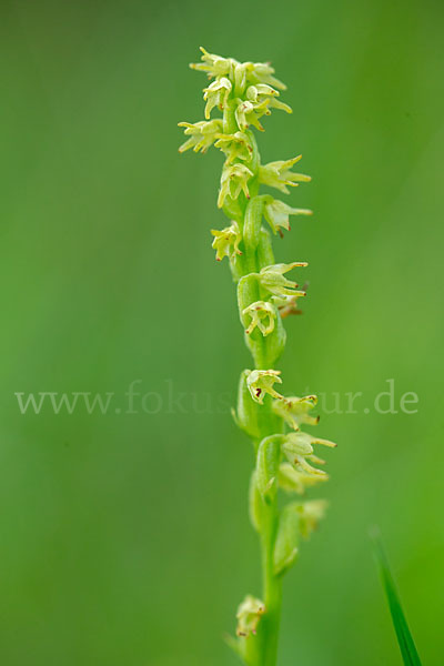 Einknollige Honigorchis (Herminium monorchis)