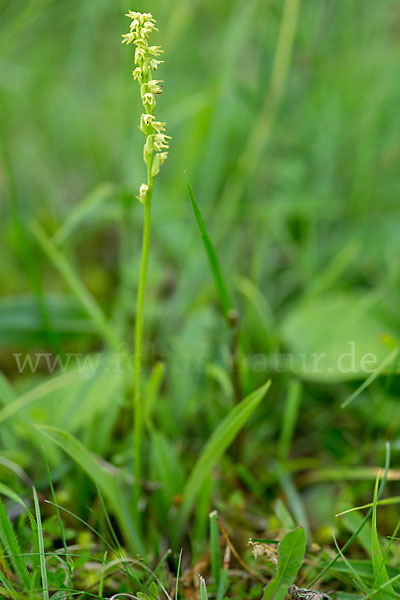 Einknollige Honigorchis (Herminium monorchis)