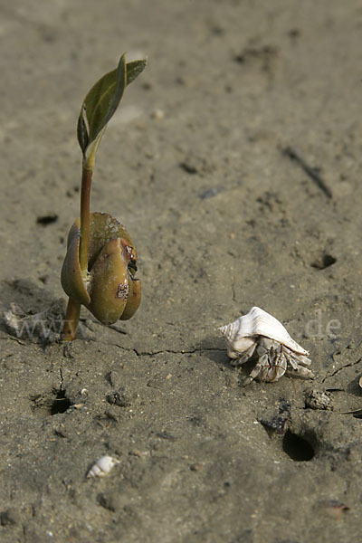 Einsiedlerkrebs (Coenobita scaevola)