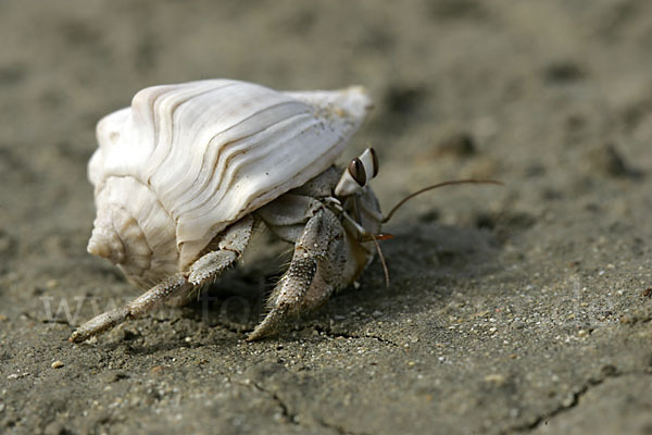 Einsiedlerkrebs (Coenobita scaevola)