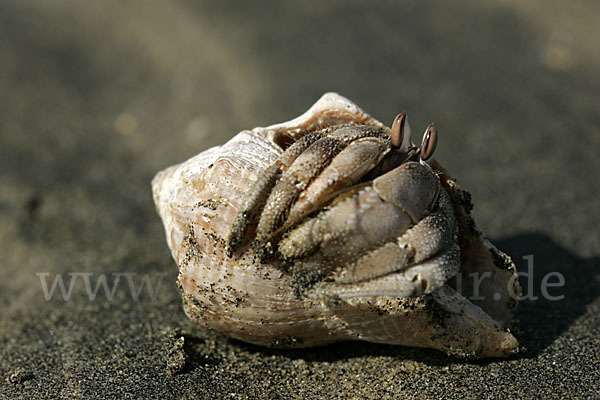 Einsiedlerkrebs (Coenobita scaevola)