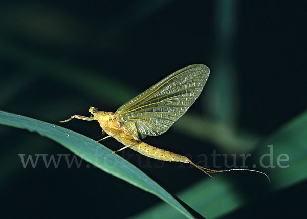 Eintagsfliege spec.1 (Potamanthus luteus)