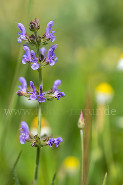 Eisenkraut-Salbei (Salvia verbenaca)