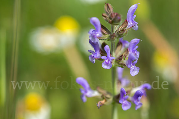 Eisenkraut-Salbei (Salvia verbenaca)