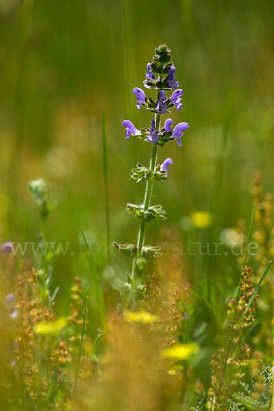 Eisenkraut-Salbei (Salvia verbenaca)