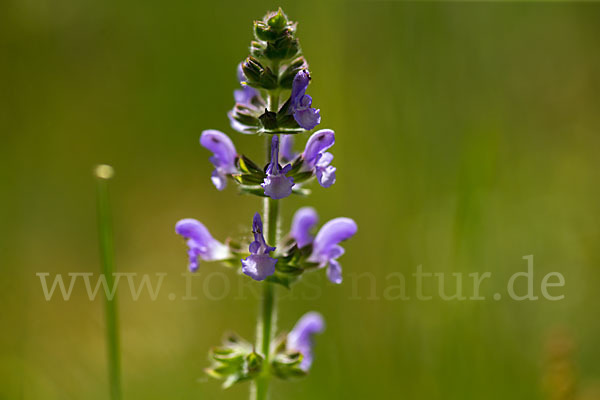 Eisenkraut-Salbei (Salvia verbenaca)