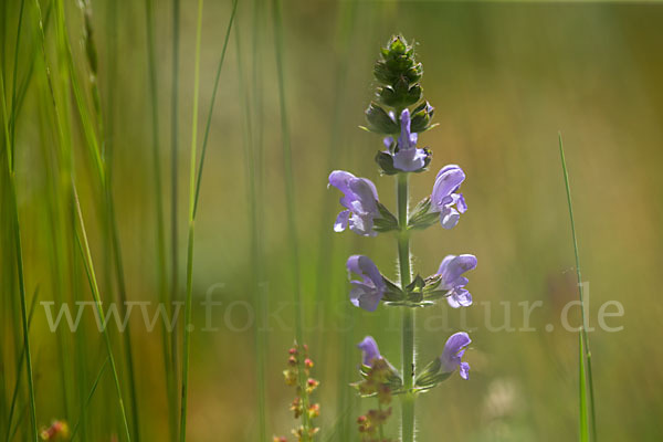 Eisenkraut-Salbei (Salvia verbenaca)