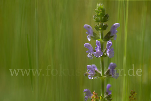 Eisenkraut-Salbei (Salvia verbenaca)