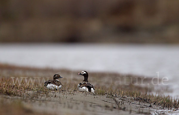 Eisente (Clangula hyemalis)