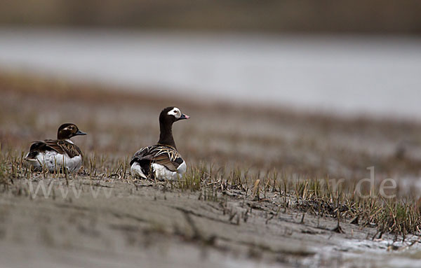 Eisente (Clangula hyemalis)