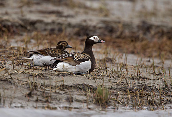 Eisente (Clangula hyemalis)