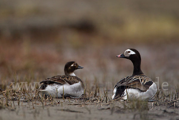 Eisente (Clangula hyemalis)