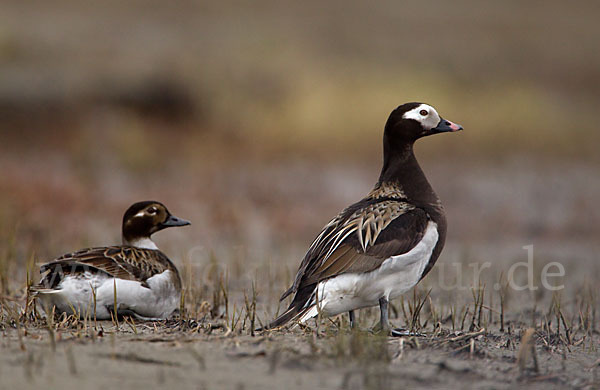 Eisente (Clangula hyemalis)