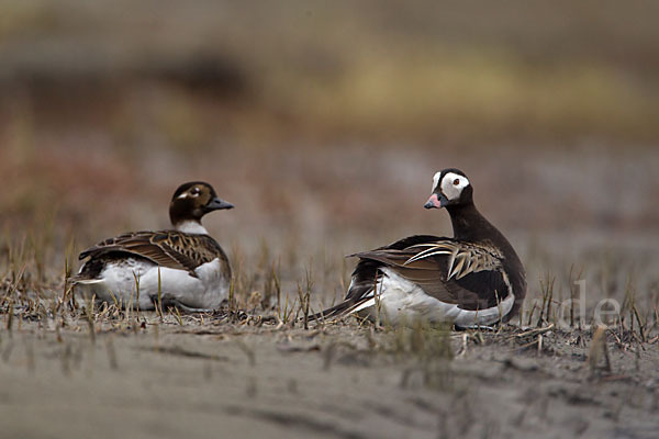 Eisente (Clangula hyemalis)