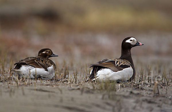 Eisente (Clangula hyemalis)