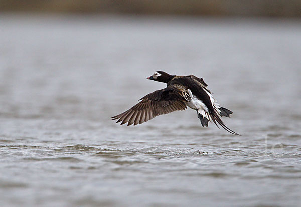 Eisente (Clangula hyemalis)