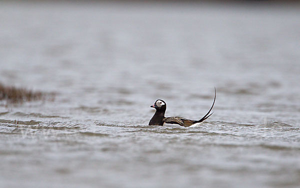 Eisente (Clangula hyemalis)