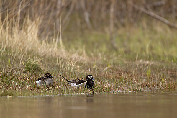 Eisente (Clangula hyemalis)